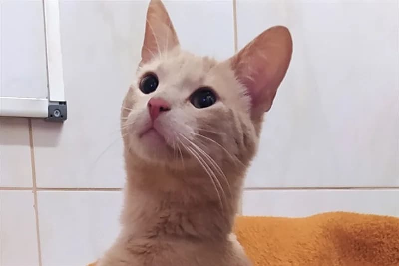 Ramzes, Mixed Breed (Dumovec)