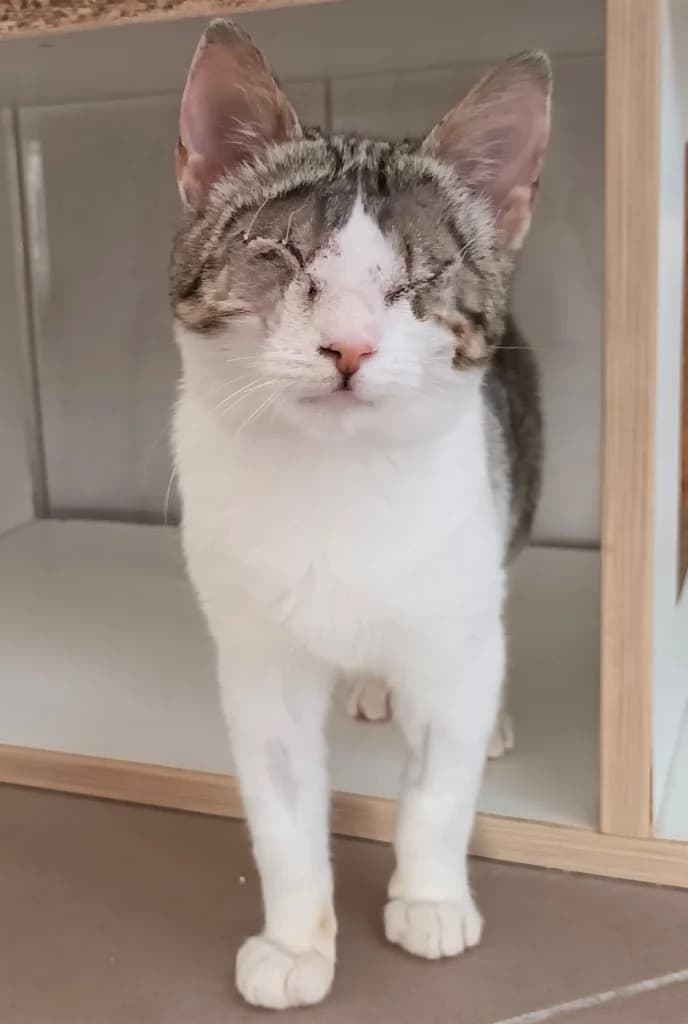 Catty, Mixed Breed (Dumovec)