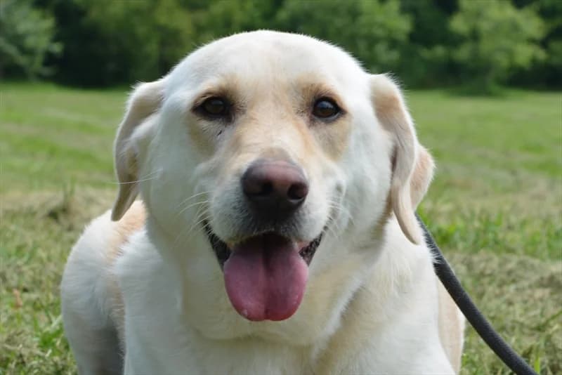Irma, Labrador Retriever (Dumovec)