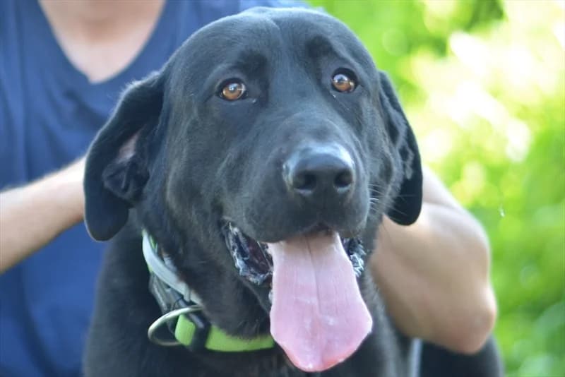 Hercules, Labrador Retriever (Dumovec)