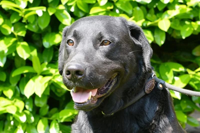 Brundo, Labrador Retriever (Dumovec)