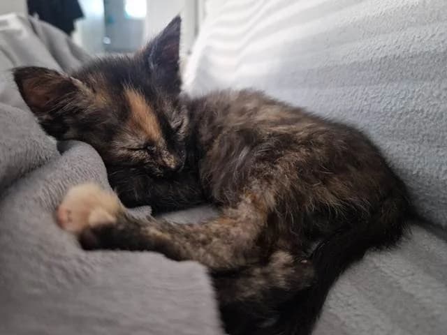 Murka i Manja, Mixed Breed (Dumovec)