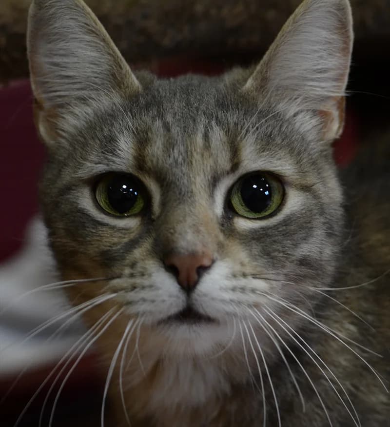 Yasmine, Mixed Breed (Dumovec)