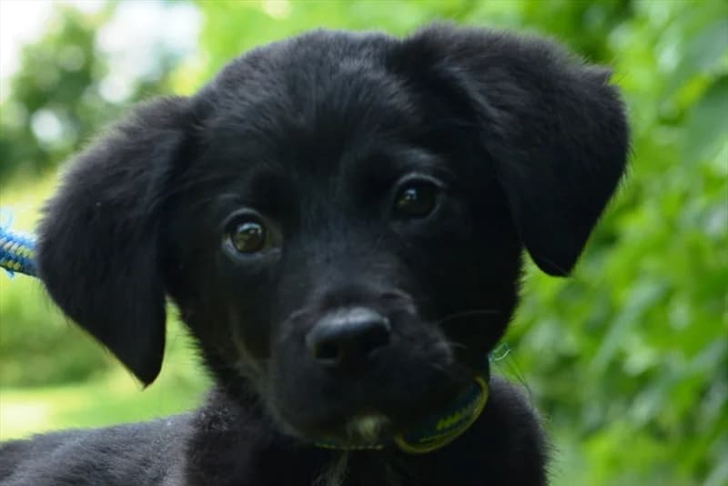 Bently,  (Dumovec)