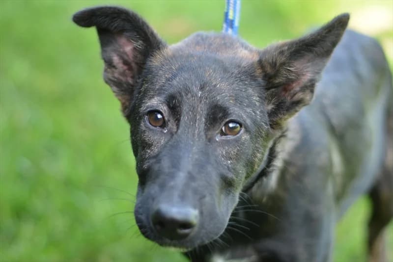 Leda, female 3yo mixed breed for adoption at Dumovec, Zagreb