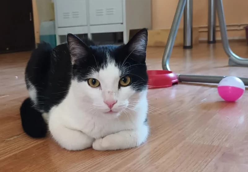 Moon, Mixed Breed (Dumovec)