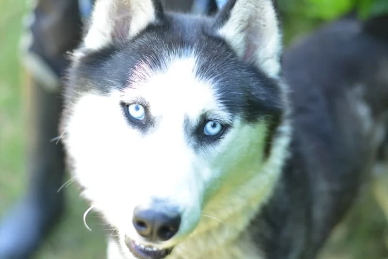 Akela, male 5yo Husky for adoption at Dumovec, Zagreb