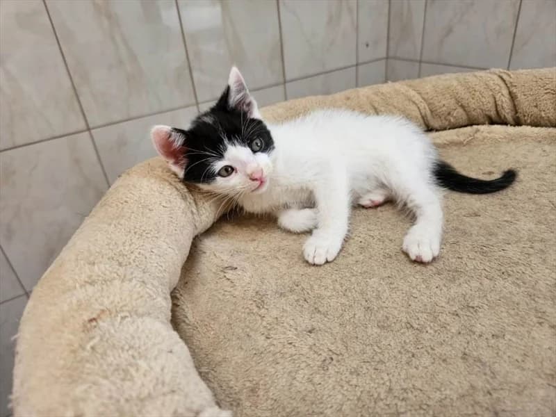 Joel, Mixed Breed (Dumovec)
