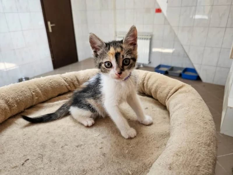 Marlene, Mixed Breed (Dumovec)