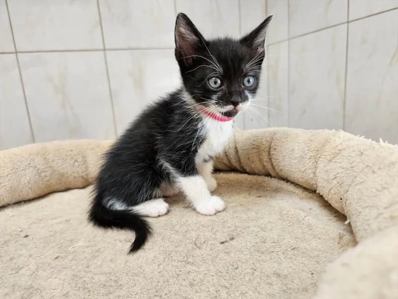 Timmy, Mixed Breed (Dumovec)