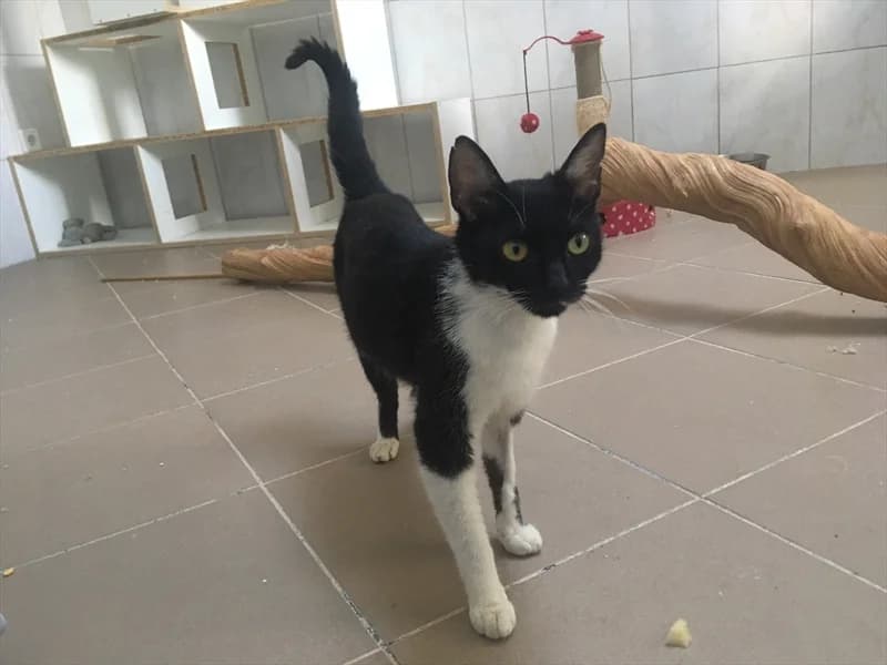 Tima, Mixed Breed (Dumovec)