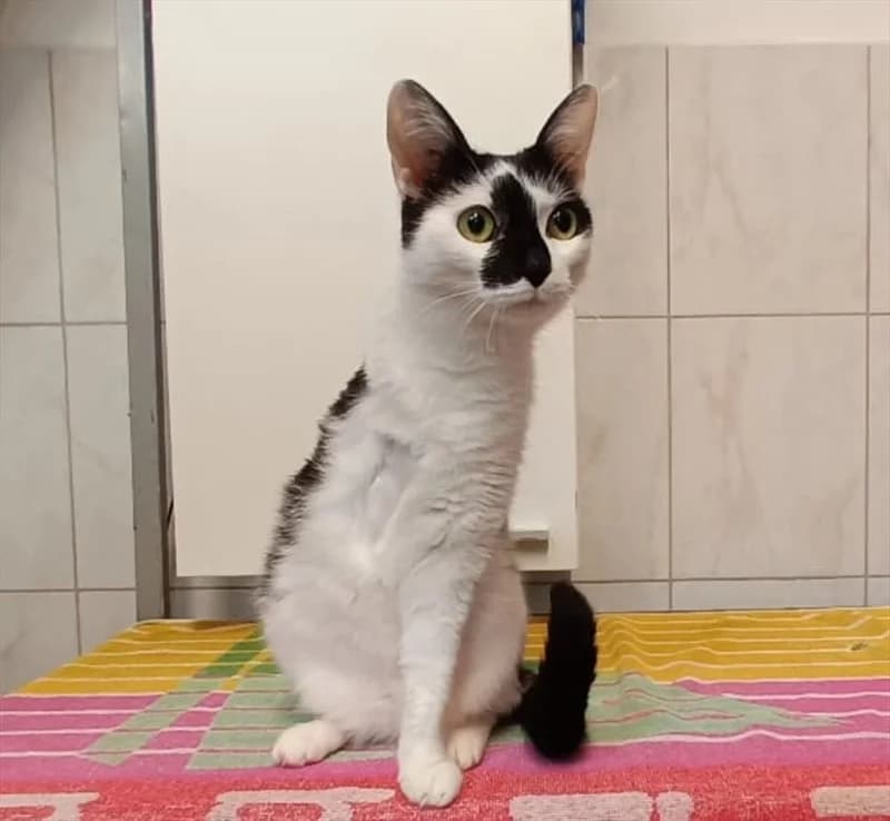 Šaban, Mixed Breed (Dumovec)