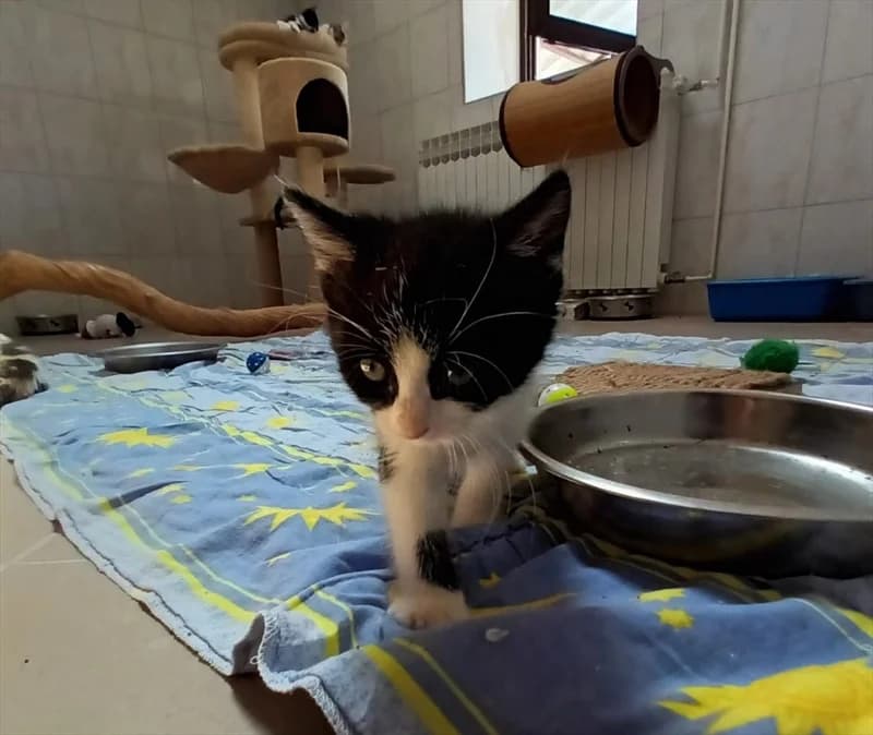 Irka, Mixed Breed (Dumovec)
