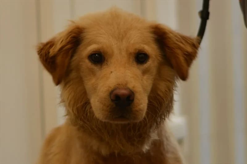 Alina, female 3yo mixed breed for adoption at Dumovec, Zagreb
