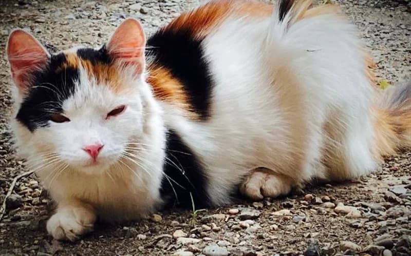 Šarena, Mixed Breed (Dumovec)