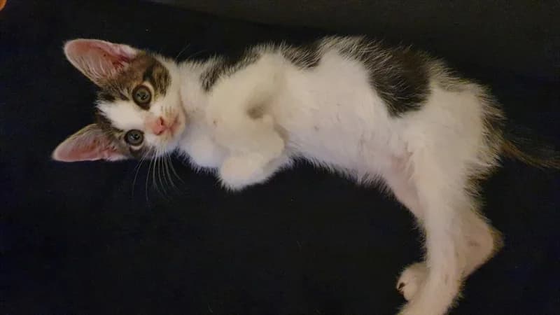 Diego, Mixed Breed (Dumovec)