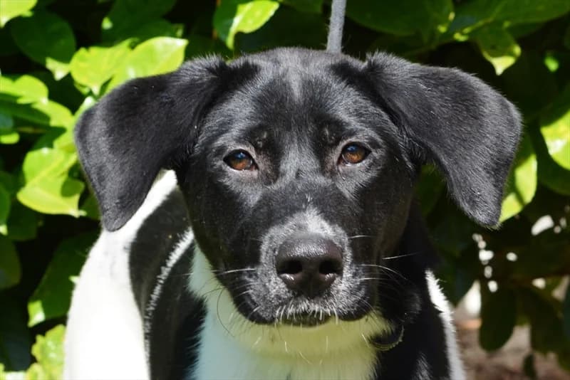 Akira, female 3yo mixed breed for adoption at Dumovec, Zagreb