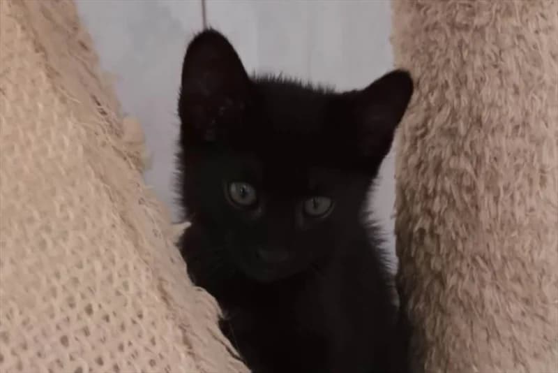 Lik, Mixed Breed (Dumovec)
