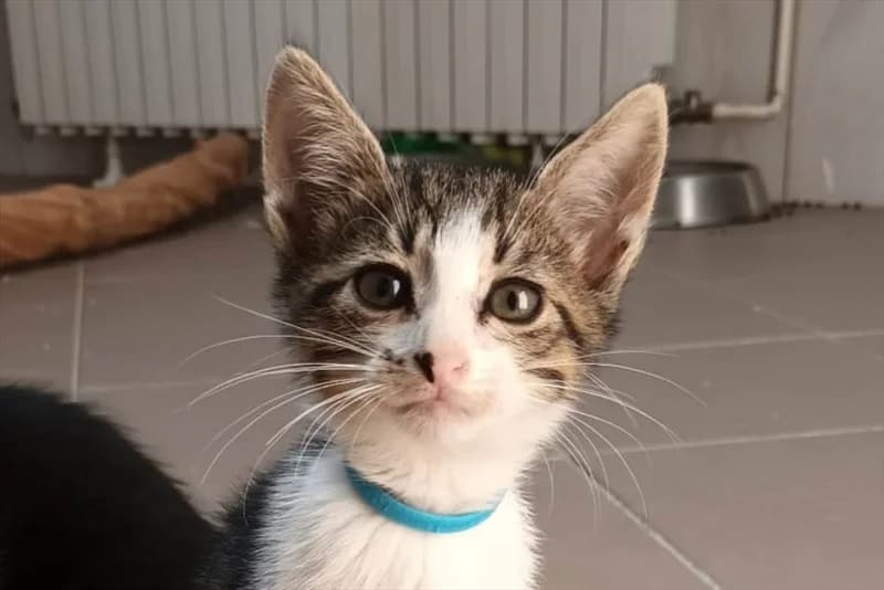 Likica, Mixed Breed (Dumovec)