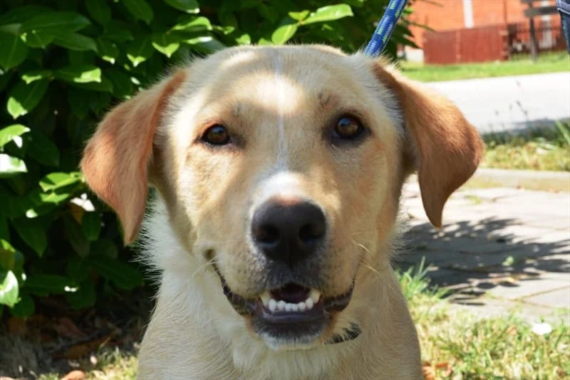 Draga, Labrador Retriever (Dumovec)