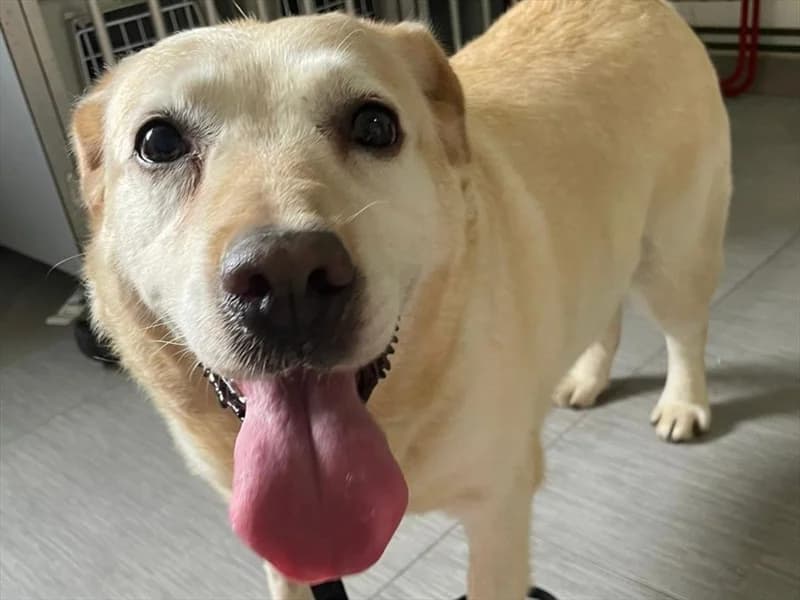 Ria, Labrador Retriever (Dumovec)