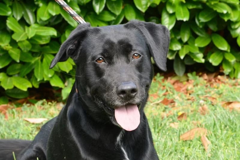 Rocky, Labrador Retriever (Dumovec)