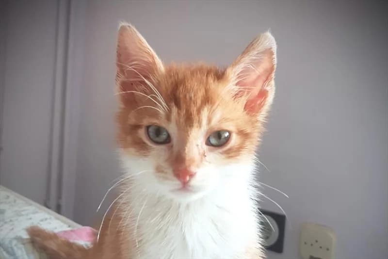 Kiki, male 3yo Mixed Breed for adoption at Dumovec, Zagreb