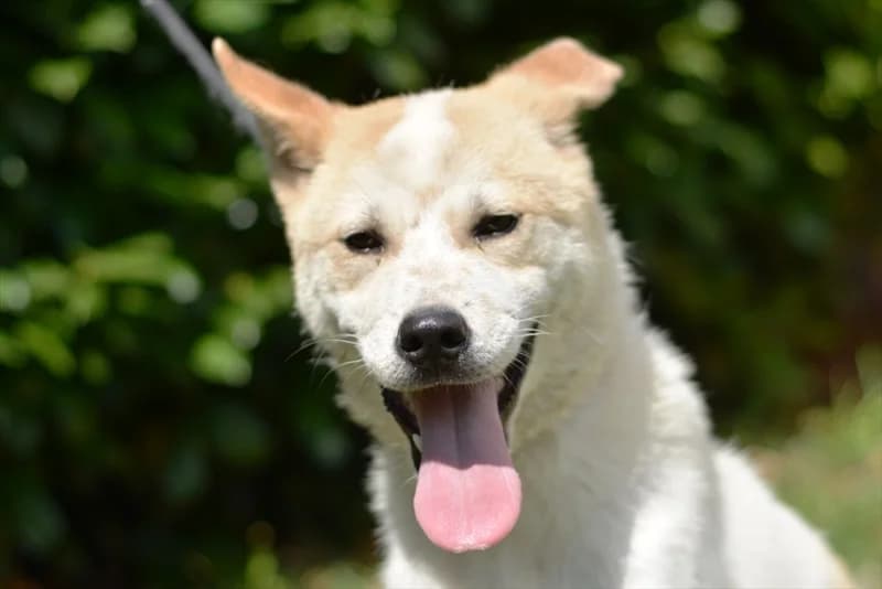 Tony, male 3yo Akita for adoption at Dumovec, Zagreb
