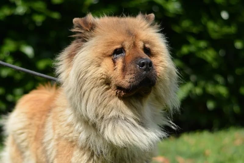 Maša, female senior Chow Chow for adoption at Dumovec, Zagreb