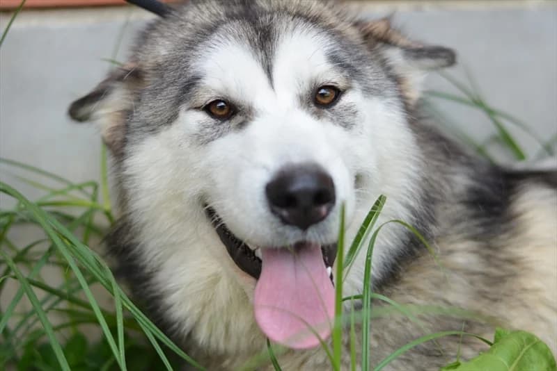 Bona, female 4yo Husky for adoption at Dumovec, Zagreb