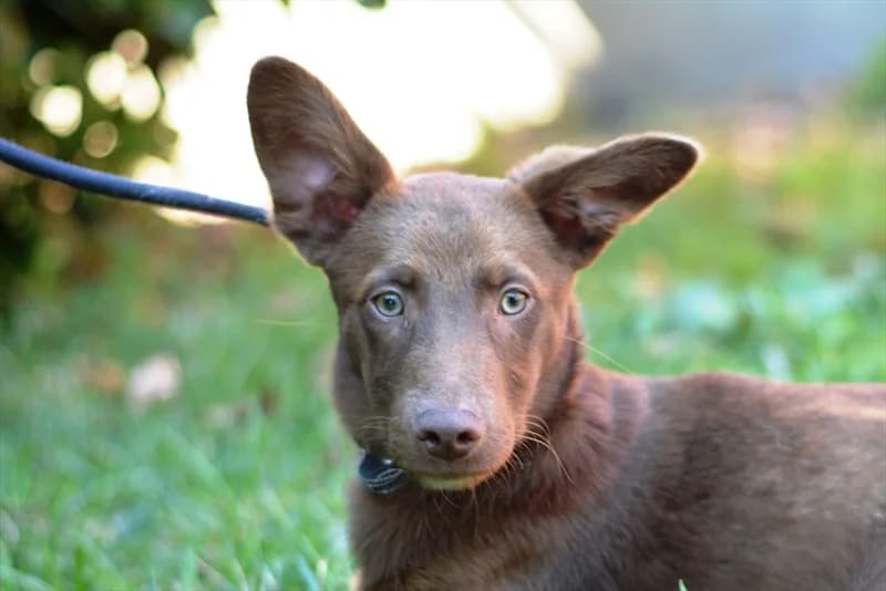 Akvila, female 3yo mixed breed for adoption at Dumovec, Zagreb