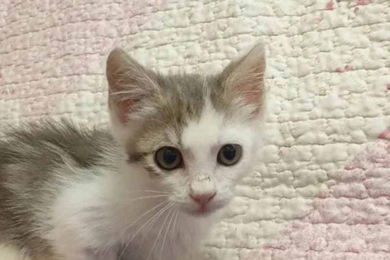 Faksi, Mixed Breed (Dumovec)