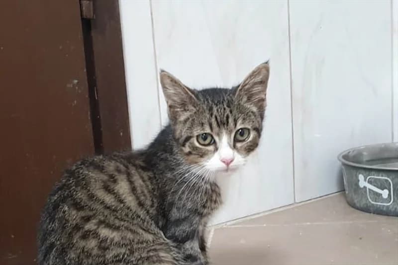 Kumy, Mixed Breed (Dumovec)