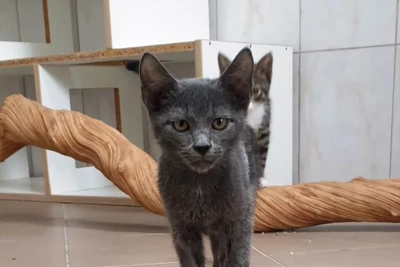 Gray, Mixed Breed (Dumovec)