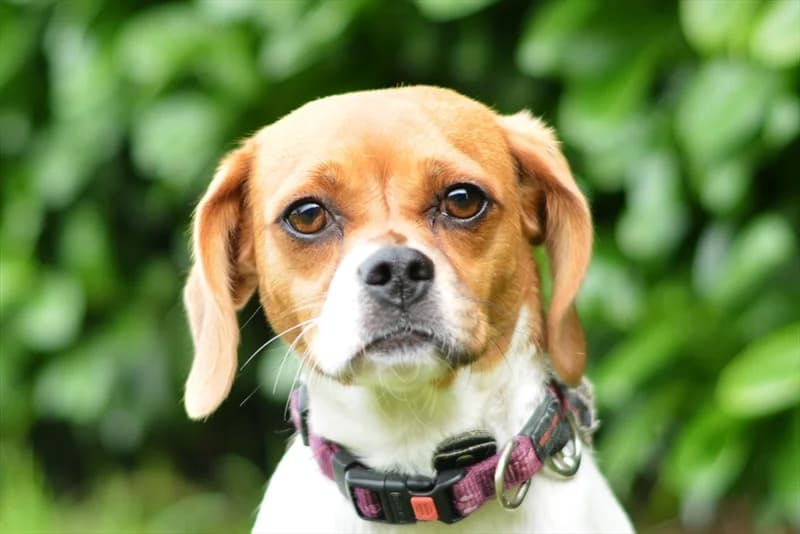 Zana, female 3yo Beagle for adoption at Dumovec, Zagreb