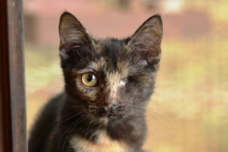Luxa, Mixed Breed (Dumovec)