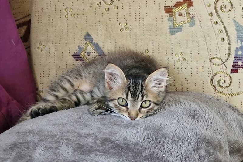 Maza, female 3yo Mixed Breed for adoption at Dumovec, Zagreb