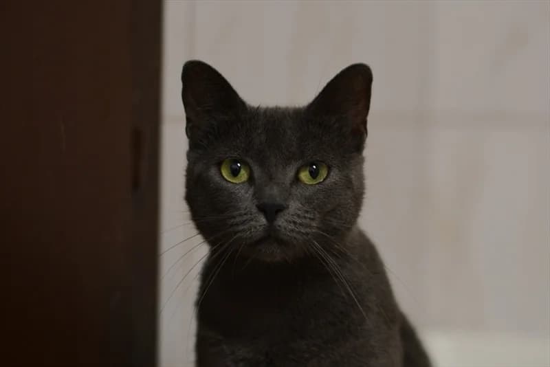 Dumy, Mixed Breed (Dumovec)