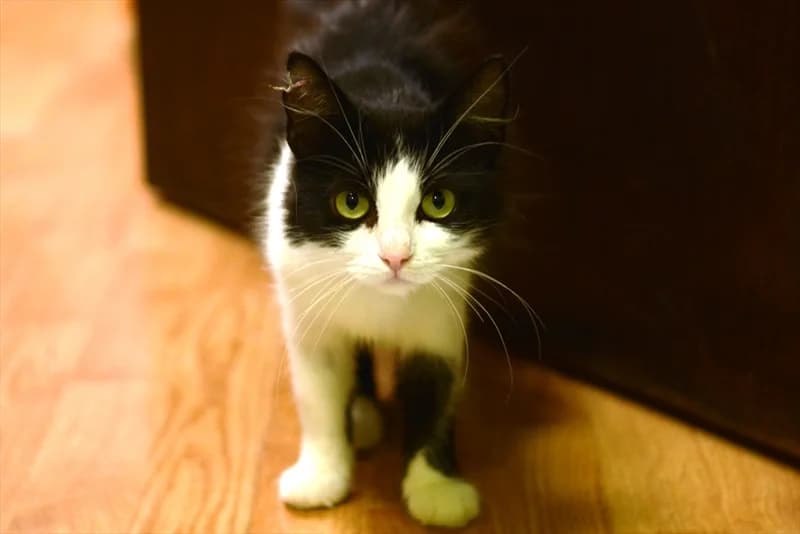 Grofica, female 4yo Mixed Breed for adoption at Dumovec, Zagreb