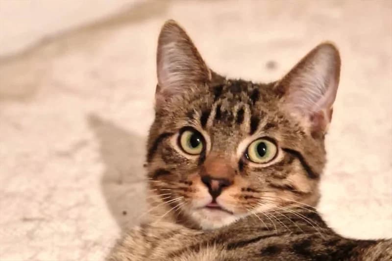 Tomo, Mixed Breed (Dumovec)