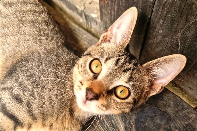 Krešo, Mixed Breed (Dumovec)