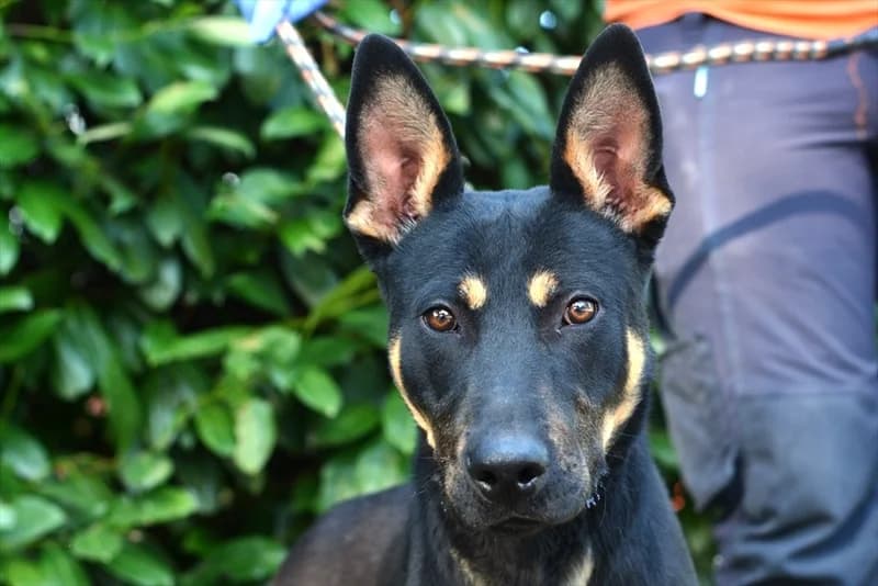 Amon, male 3yo mixed breed for adoption at Dumovec, Zagreb
