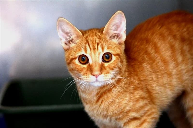 Oziris, Mixed Breed (Dumovec)