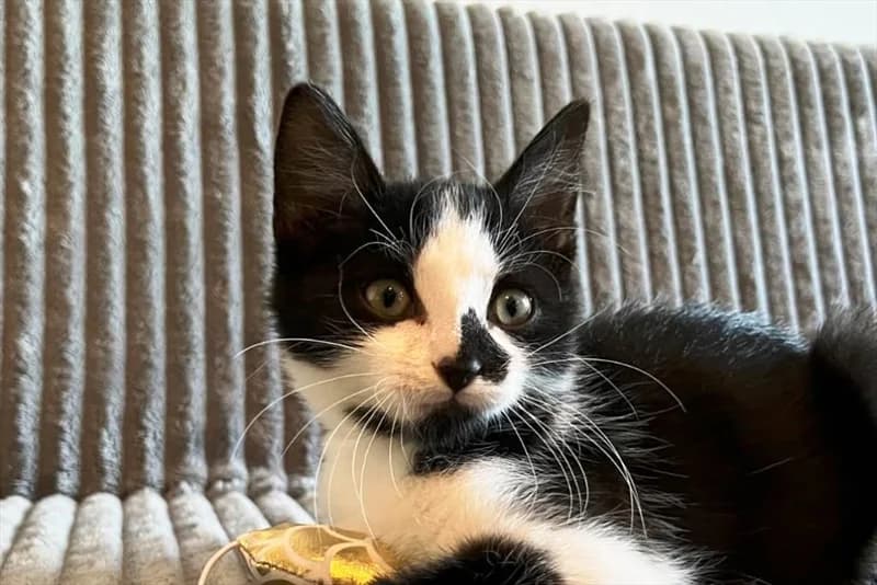 Disco, Mixed Breed (Dumovec)