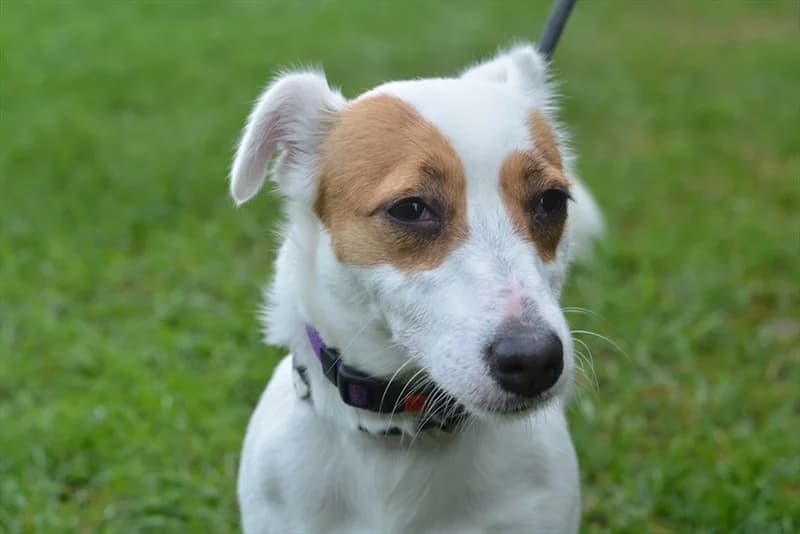 Belina, female 4yo Jack Russell Terrier for adoption at Dumovec, Zagreb