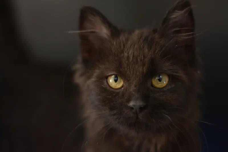 Mica, Mixed Breed (Dumovec)