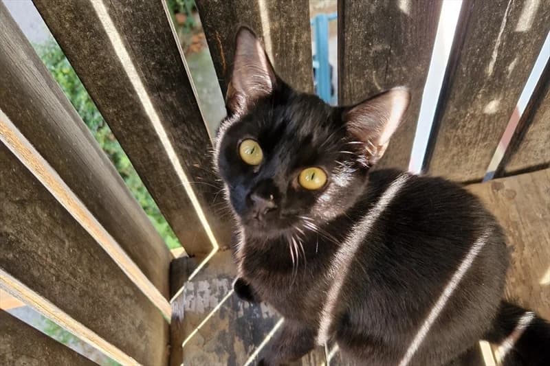 Misha, Mixed Breed (Dumovec)