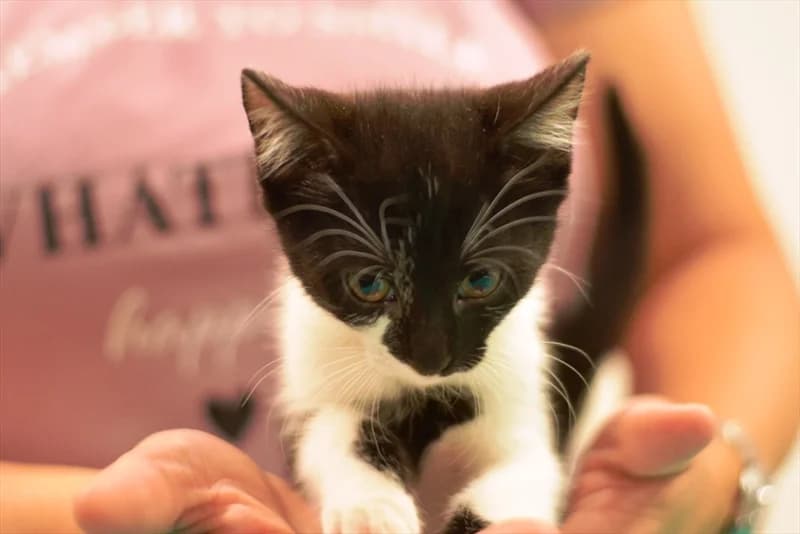 Silva, Mixed Breed (Dumovec)