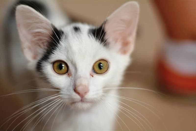 Dundo, Mixed Breed (Dumovec)