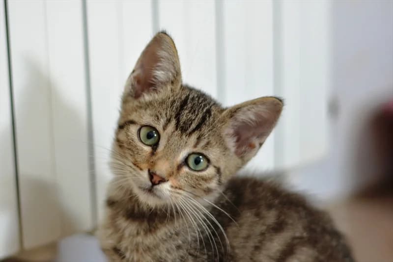 Noel, Mixed Breed (Dumovec)